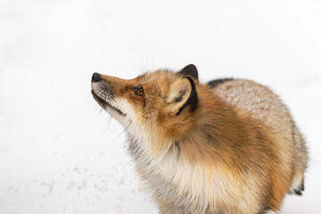 Red Fox (Vulpes vulpes) Looks Up and to Left Winter