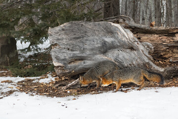 Grey Foxes (Urocyon cinereoargenteus) Sniffs Along Base of Log Winter