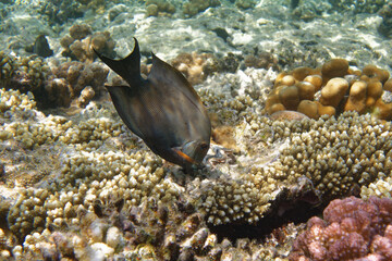 Lined bristletooth (Ctenochaetus striatus) in Red Sea