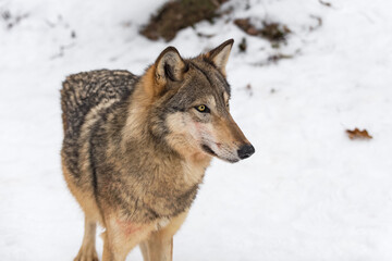 Grey Wolf (Canis lupus) With Blood on Face Stands Looking Right Winter
