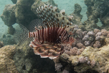 Fototapeta na wymiar Devil firefish or Common lionfish (Pterois miles) in Red Sea