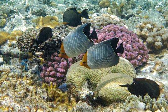 Hooded butterflyfish or Orangeface butterflyfish (Chaetodon larvatus) in Red Sea