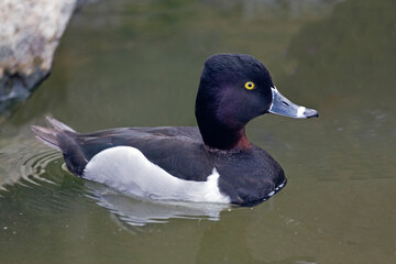 Male Ring-necked Duck, Aythya collaris, close up view