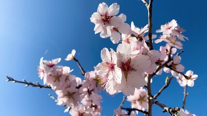 Blooming branches of almond trees with a blue sky background