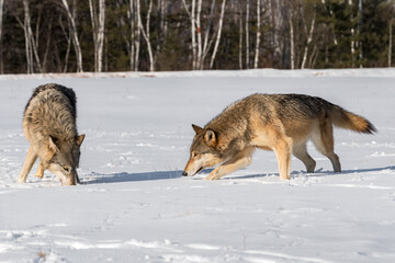 Obraz premium Grey Wolves (Canis lupus) Root About in Snowy Field Winter