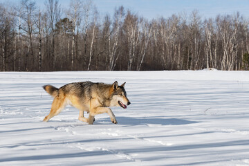 Fototapeta na wymiar Grey Wolf (Canis lupus) Trots Right Through Snowy Field Winter