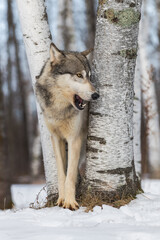 Grey Wolf (Canis lupus) Mouth Open Ears to Side Between Birch Trees Winter
