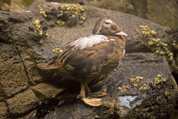 Fototapeta premium Female Spectacled Eider, Somateria fischeri, relaxing on shore