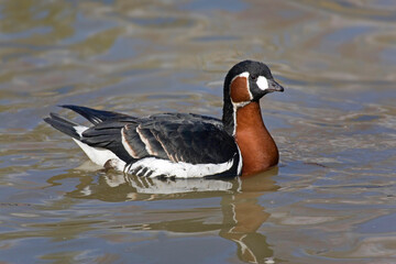 Red-breasted Goose, Branta ruficollis, resting on the water