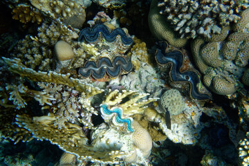 Giant clams (tridacna sp.) in Red Sea