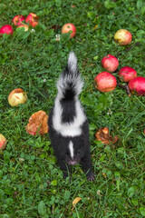 Striped Skunk (Mephitis mephitis) Kit Steps Through Grass and Apples Summer