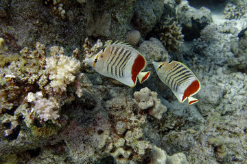 Fototapeta na wymiar Eritrean butterflyfishes (Chaetodon paucifasciatus) in Red Sea