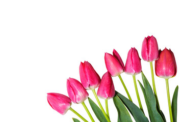 Pink tulips isolated on white background. Spring flowers with leaves close-up.