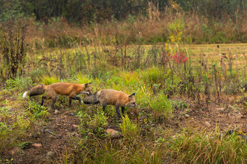 Red Foxes (Vulpes vulpes) Move Right Across Island Autumn