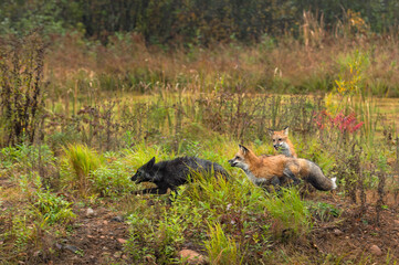 Silver Fox (Vulpes vulpes) and Two Red Chase Across Island Autumn