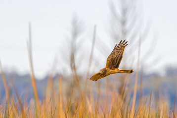 Adult female northern harrier (circus cyaneus) flying over brown grass marsh, hunting, wing up showing under side pattern