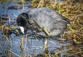 american coot (Fulica americana) showing unique foot webbing on toes while scratching head, red eye