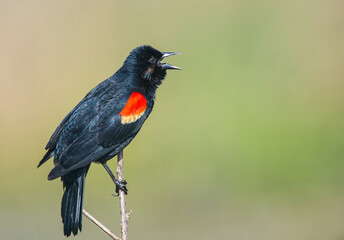 Red winged black bird male (Agelaius phoeniceus) calling with composite steam rings, green bokeh background, composite picture, close up, feather detail