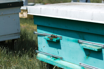A row of bee hives in a private apiary in the garden. Honey industry.