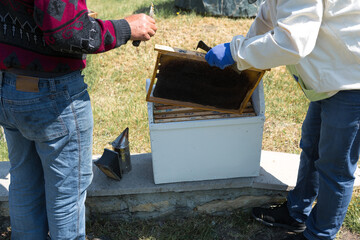 A farmer on a bee apiary holds frames with wax honeycombs. Planned preparation for the collection of honey.