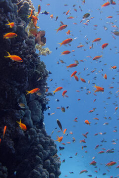 Sea goldie (Pseudanthias squamipinnis) in Red Sea, also known as orange basslet, lyretail coralfish, lyretail anthias, lyretail fairy basslet, orange fairy basslet, orange seaperch, scalefin basslet