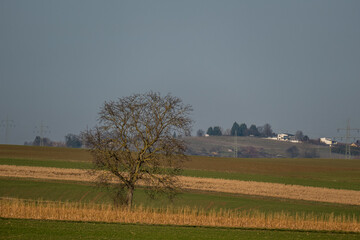 Fototapeta premium Einzelner Baum im Feld