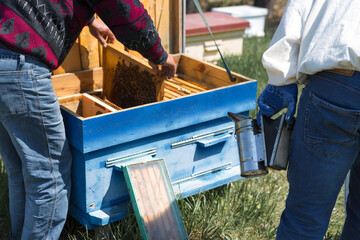 A farmer on a bee apiary holds frames with wax honeycombs. Planned preparation for the collection of honey.