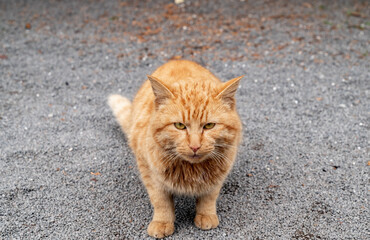 野良猫の写真 / 猫のイメージ