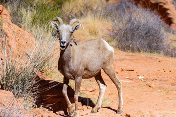 Desert Bighorn Sheep Ewe
Valley of Fire State Park
Nevada