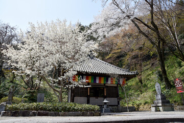 春の長谷寺　開山堂　奈良県桜井市