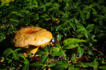 Wonderful mushroom photographed close up in the  sunlight