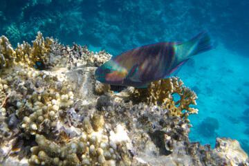 Naklejka na ściany i meble Male Daisy parrotfish or Bullethead parrotfish (Chlorurus sordidus) in Red Sea