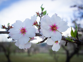 In the frame the blossoming almond tree branches, the background blurred. Almond flowers on blue sky.