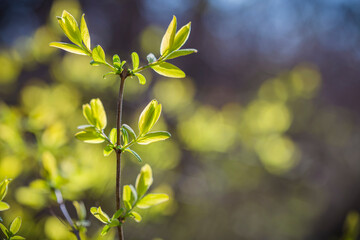 Fototapeta na wymiar Fresh green spring leaves on the branch in sun rays. Early spring nature background. Copy space for text.
