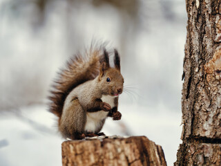 Obraz premium 冬のエゾリス