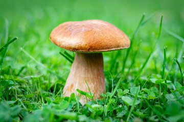 Boletus edulis known as penny bun mushroom. Boletus edulis grown between the blades of grass. Boletus edulis edible mushroom.