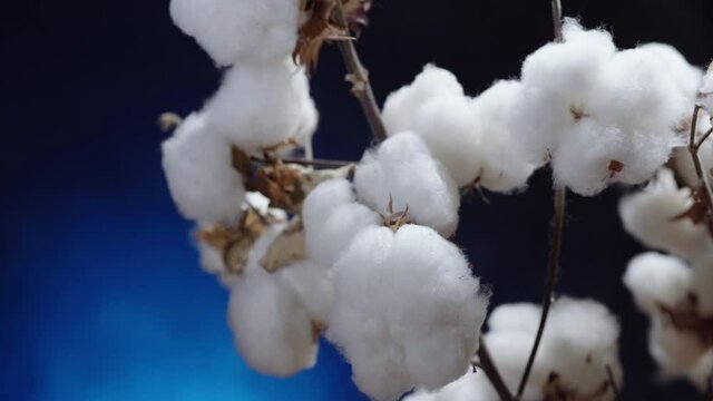 bush of cotton flowers on a blue background