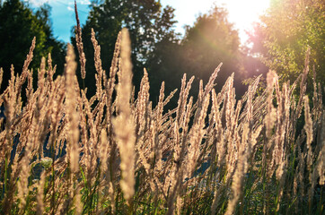 Highgrass in the rays of sunset sun. Selective focus. 