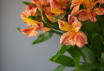 Fototapeta premium alstroemeria Aurea flower bouquet in vase