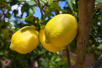 natural bright yellow lemons in the mediterranean sun in spain