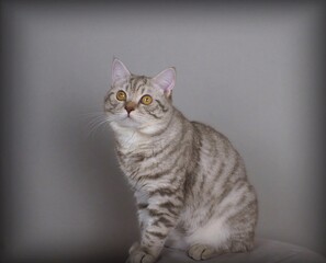 Cat in the studio posing, British breed