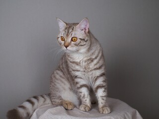 Cat in the studio posing, British breed