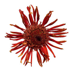 dry red gerbera flower isolated on white background, close-up