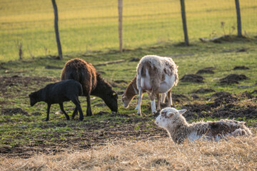 Kleine Schafherde auf der Weide