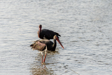 Black Stork bird on a pond in an early autumn morning near Zikhron Ya'akov, Israel.	