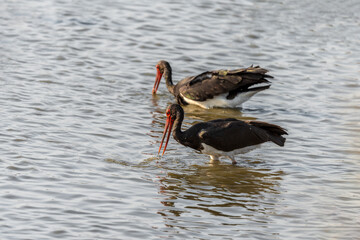 Black Stork bird on a pond in an early autumn morning near Zikhron Ya'akov, Israel.	