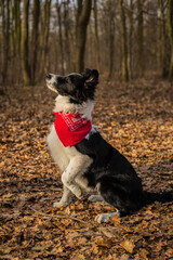 A border collie puppy walking and playing in the park