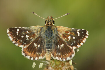 Close up of the red underwing skipper butterfly, Spialia sertorius , in the Gard