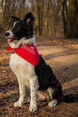 A border collie puppy walking and playing in the park