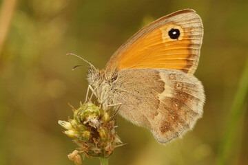 Closeup of the small heath , Coenonympha pamphilus against a green background